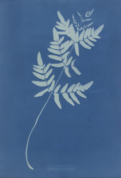 Osmunda Rigalis (Australia) by Anna Atkins